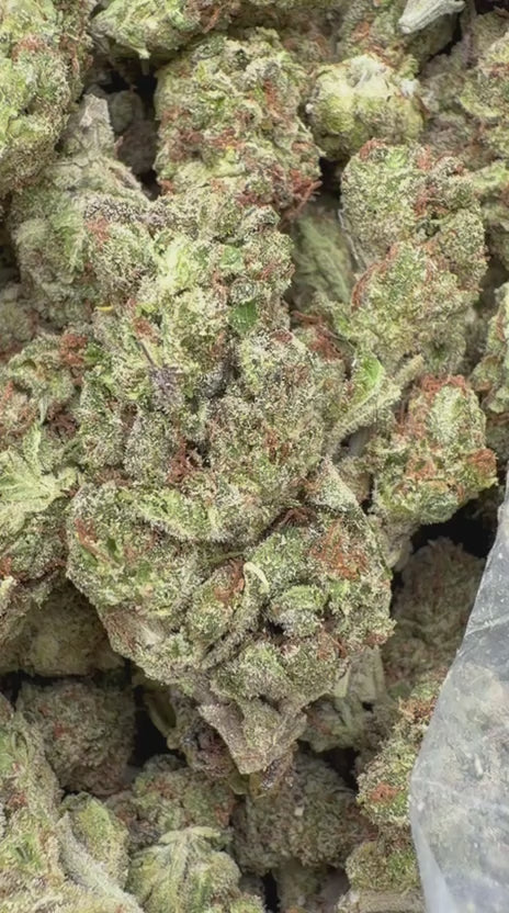 Gastro Bomb - Bulk - Indica