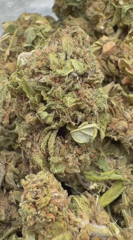 Banjo - Bulk - Sativa