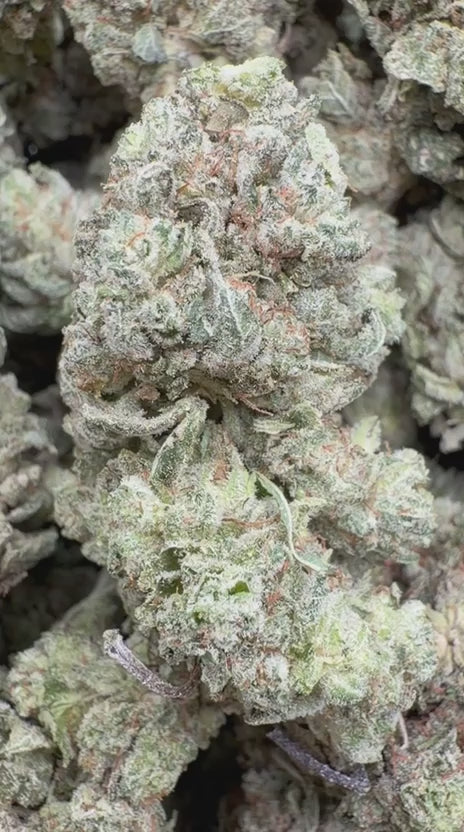 Gorilla Glue Indoor - Bulk - Hybrid