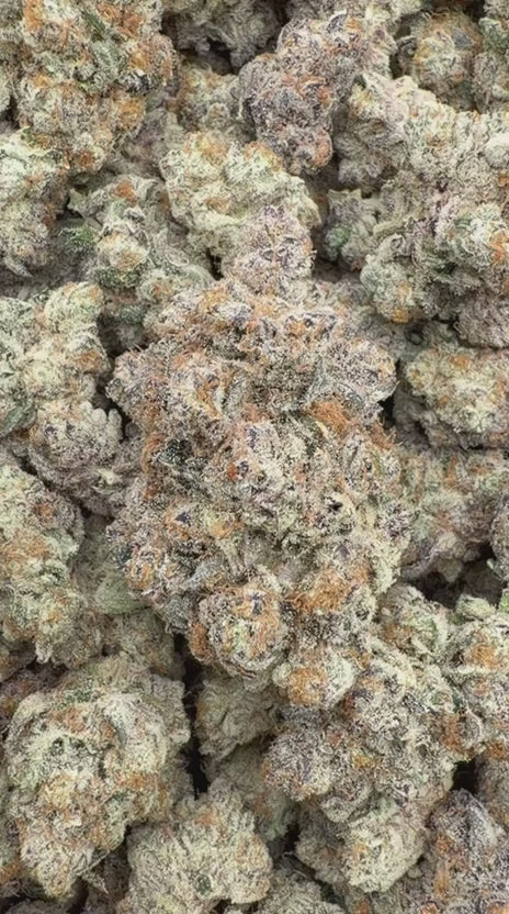 Purple Punch Indoor - Bulk - Indica