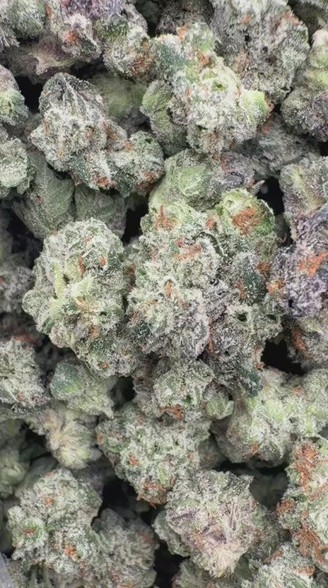 Jet Fuel Gelato Indoor Minis - Bulk Minis - Hybrid