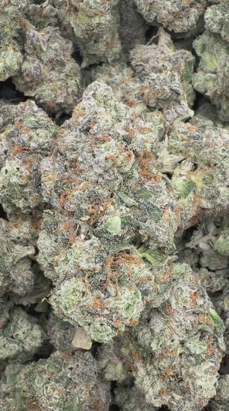 Jet Fuel Gelato Indoor - Bulk - Hybrid