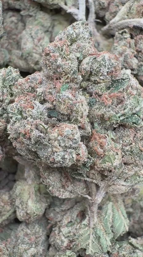 Marathon OG Indoor Mediums - Bulk Mediums - Indica