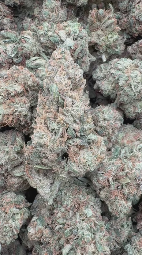 Blue Dream - Bulk - Sativa