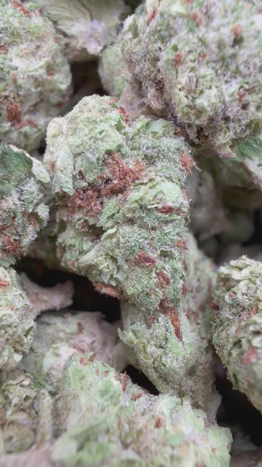 Gelato Kush Minis - Bulk Minis - Indica