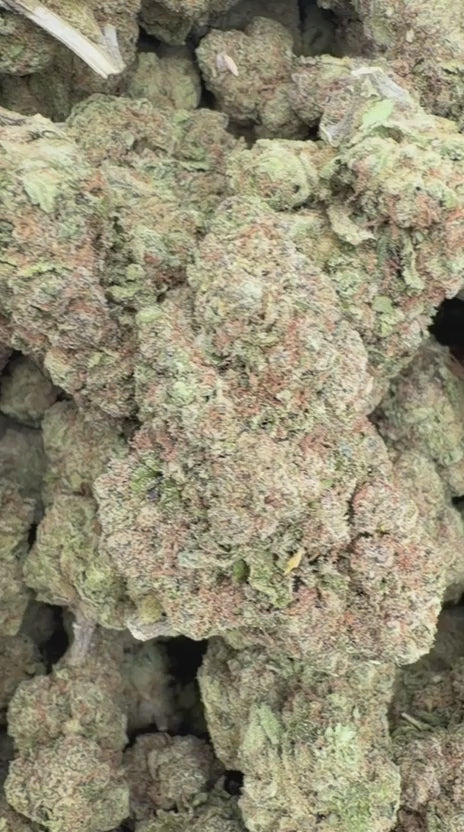 Lemon Bar - Bulk - Sativa