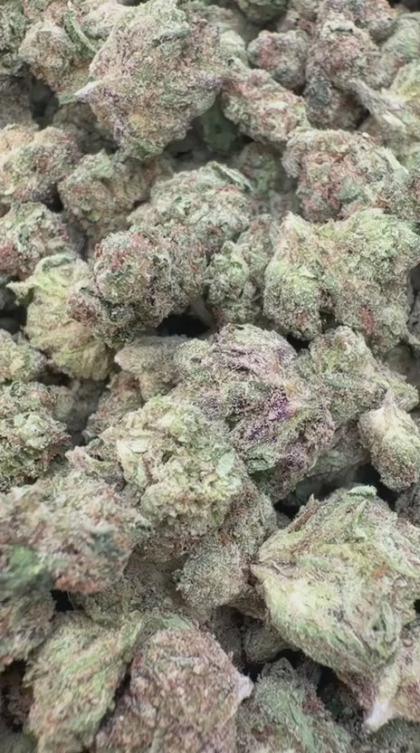 Gelato 33 Minis - Bulk Minis - Hybrid