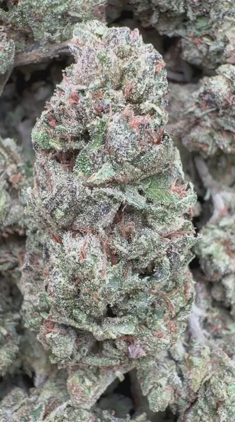 Runtz x Grease Monkey - Bulk - Indica