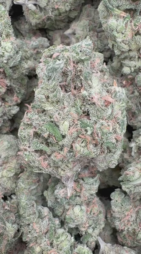 Double Dream Indoor - Bulk - Sativa