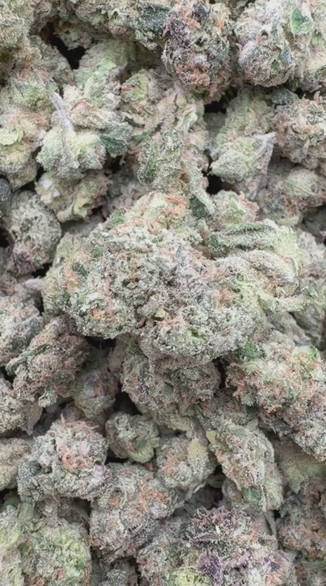Illuminati Indoor Littles - Bulk Littles - Indica