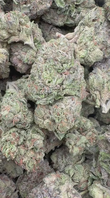 Sour Tangie - Bulk - Sativa
