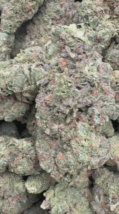Super Jack - Bulk- Hybrid