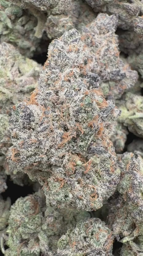 Blue Lemons Indoor - Bulk - Hybrid