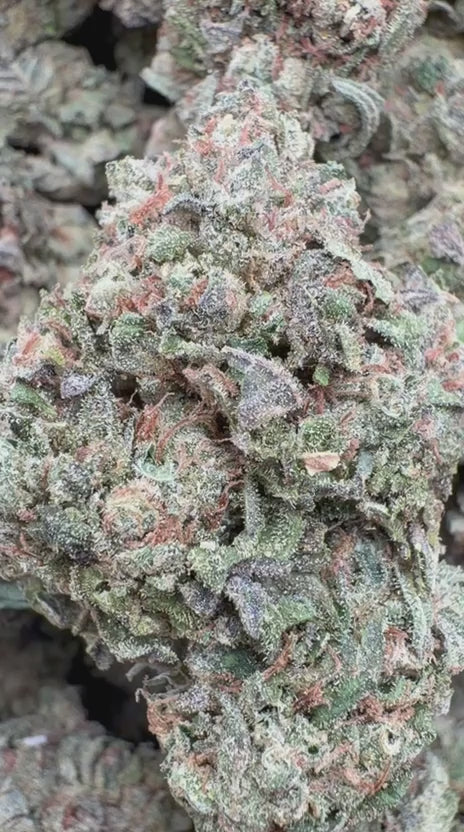 Lato Pop - Bulk - Hybrid