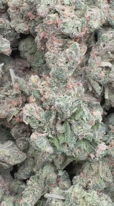 Beyond Blue Dream Indoor - Bulk - Sativa