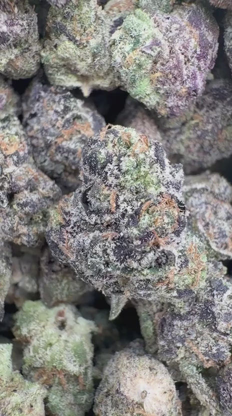 Sherblato Indoor Minis - Bulk Minis - Hybrid