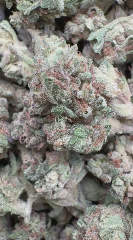 Pink Panties Minis - Bulk Minis - Indica