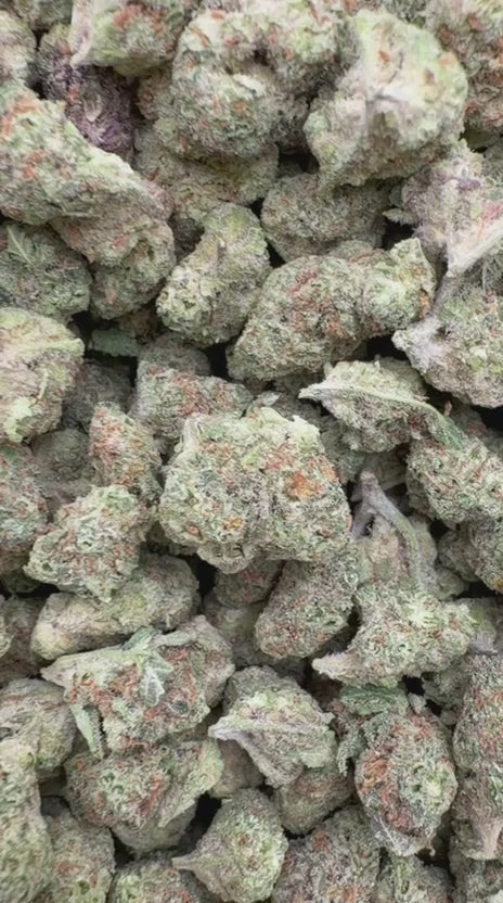 Butter Pina Minis - Bulk Minis - Indica