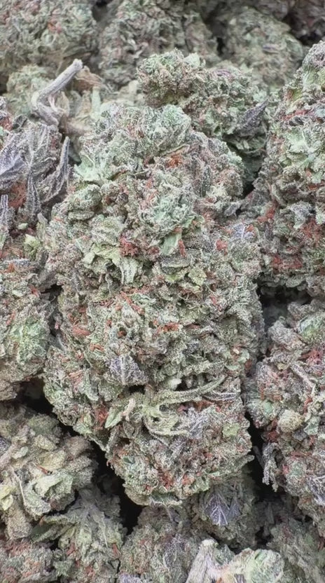 Lions Cake - Bulk - Hybrid