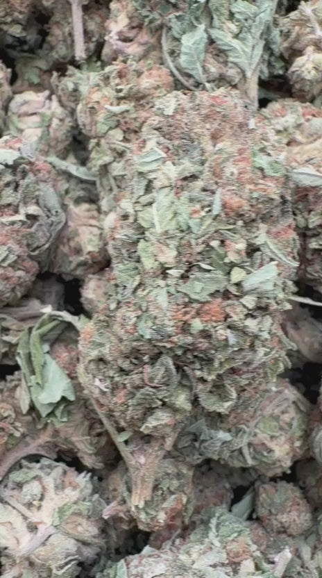 Blueberry Pancakes - Bulk - Indica