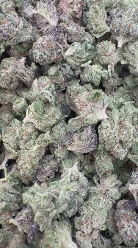God's Gift Indoor Minis - Bulk Minis - Indica