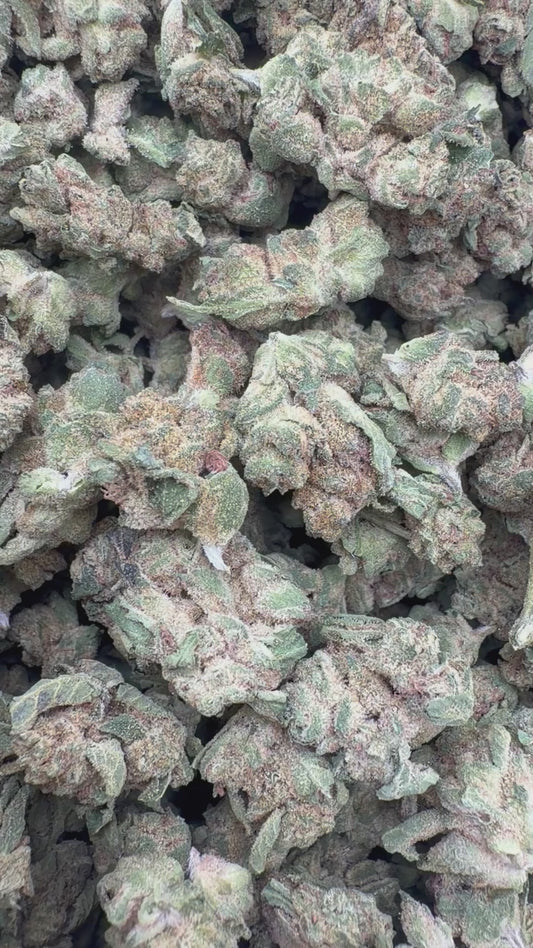 Grape Pie Minis - Bulk Minis - Indica