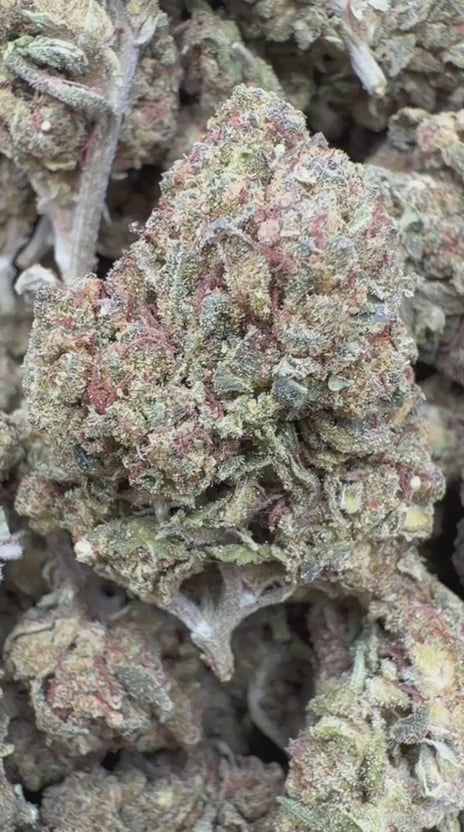 Gelato 33 - Bulk - Hybrid