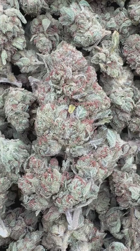 Elmer's Glue - Bulk - Hybrid