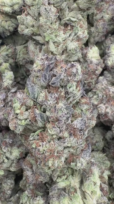 Purple Octane - Bulk - Indica