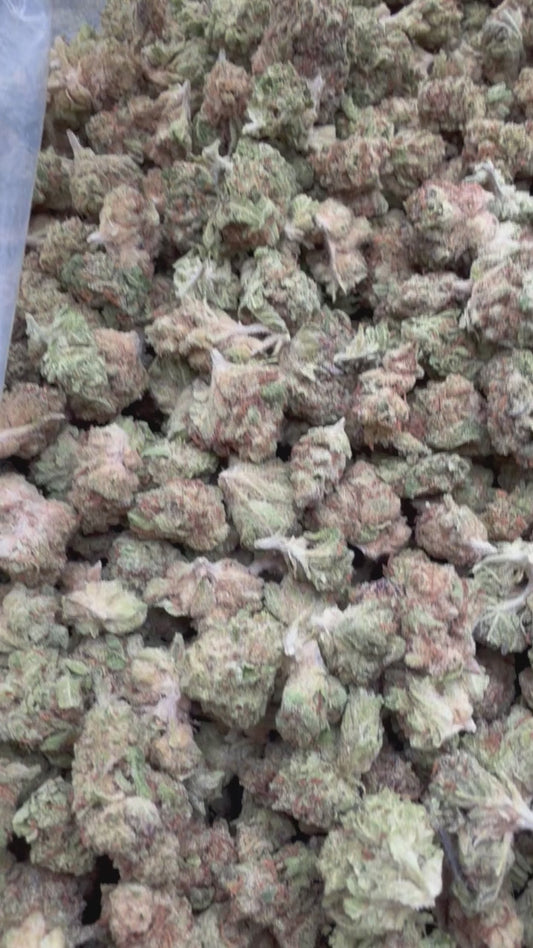 GMO Minis - Bulk Minis - Indica