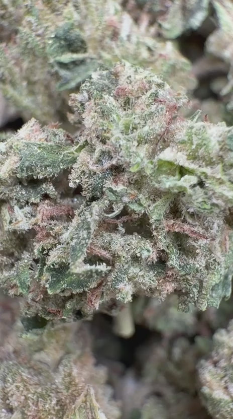 Triangle Kush Minis - Bulk Minis - Indica