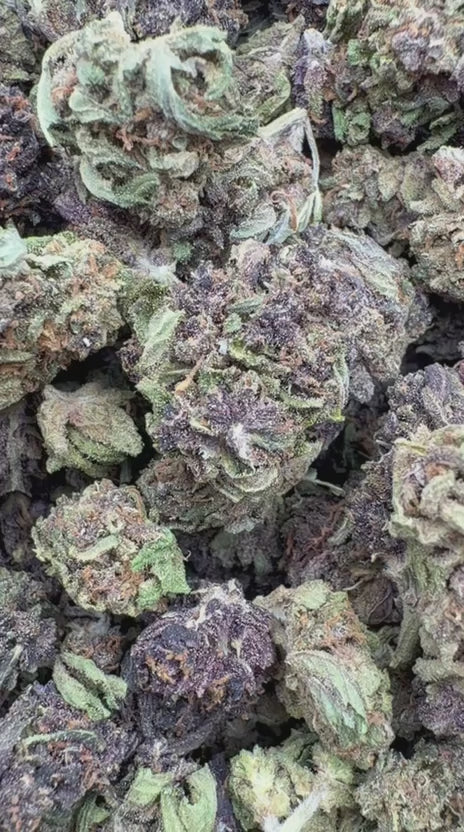 Purple Jack Littles - Bulk Littles - Hybrid