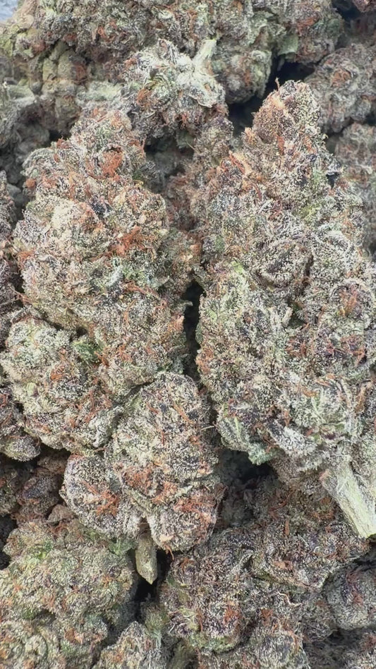Velvet Cherries Indoor - Bulk - Indica