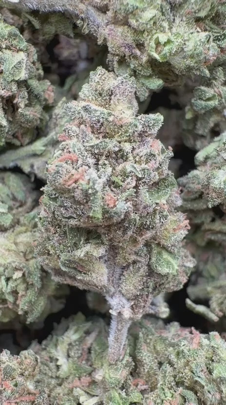 Purple Kush Minis - Bulk Minis - Indica