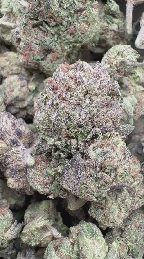 Black Cherry Soda - Bulk - Indica