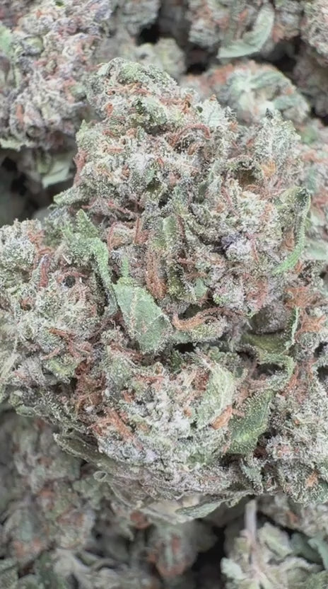 White Gelato - Bulk - Indica