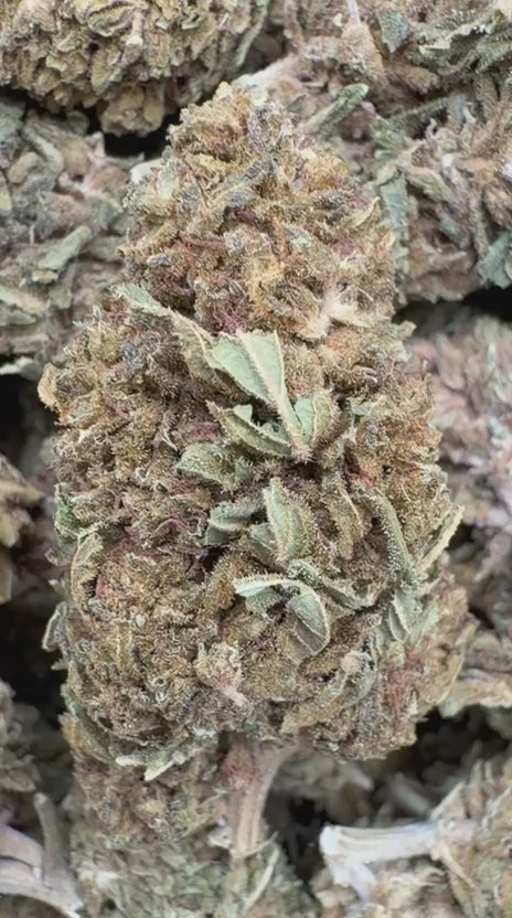 Alaskan Thunder Fuck - Bulk - Sativa