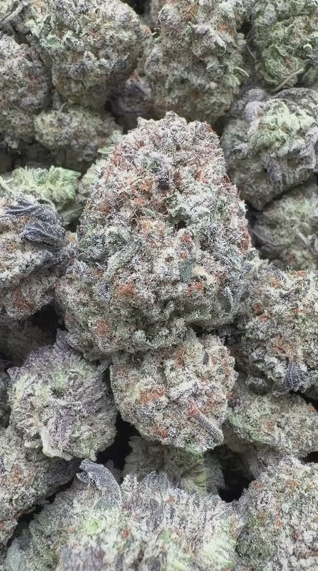 Gelato 41 Indoor - Bulk - Hybrid