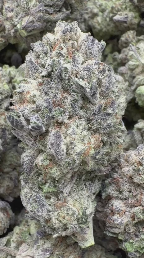 GMO Indoor - Bulk - Indica
