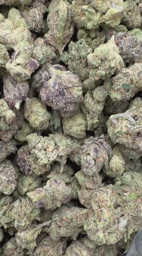 Oakland Runtz Indoor Minis - Bulk Minis - Hybrid