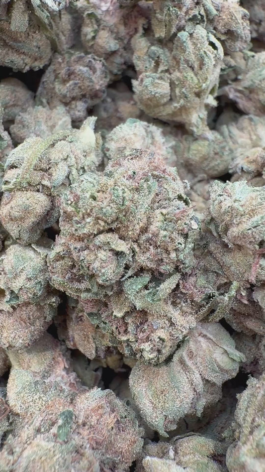 Jungle Gelato Minis - Bulk Minis - Indica