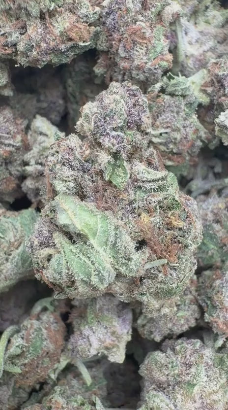 Grape Zkittles Minis - Bulk Minis - Hybrid