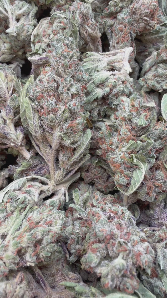 Gummibers - Bulk - Hybrid