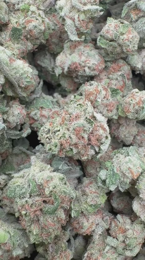 Purple Punch Minis - Bulk Minis - Indica