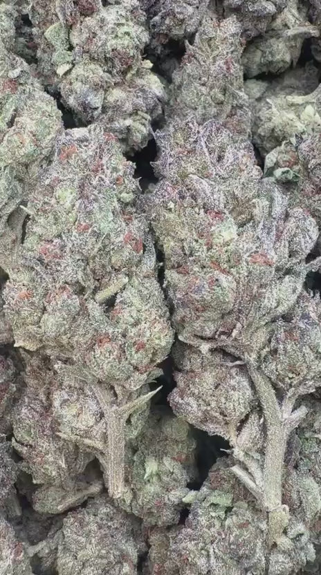 Ice Cream Cake - Bulk - Indica