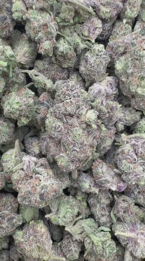 GMO Minis - Bulk Minis - Indica