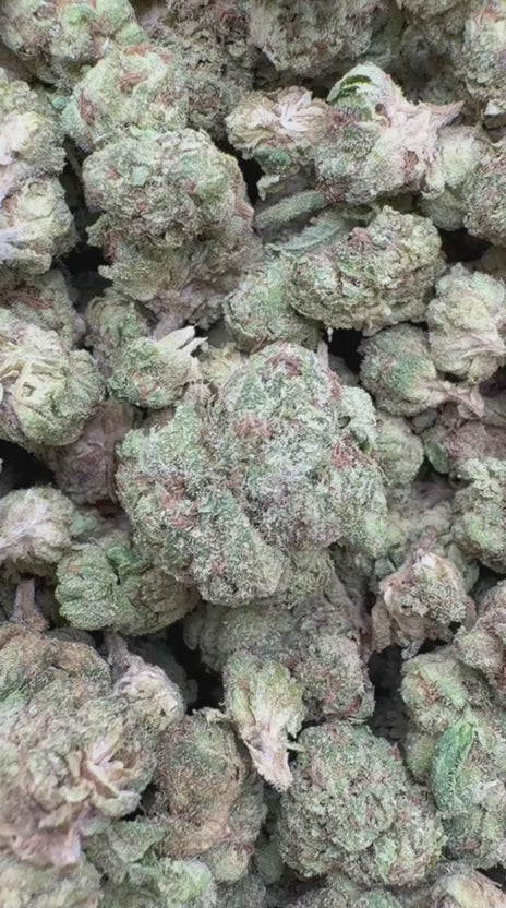Birthday Cake Minis - Bulk Minis - Indica