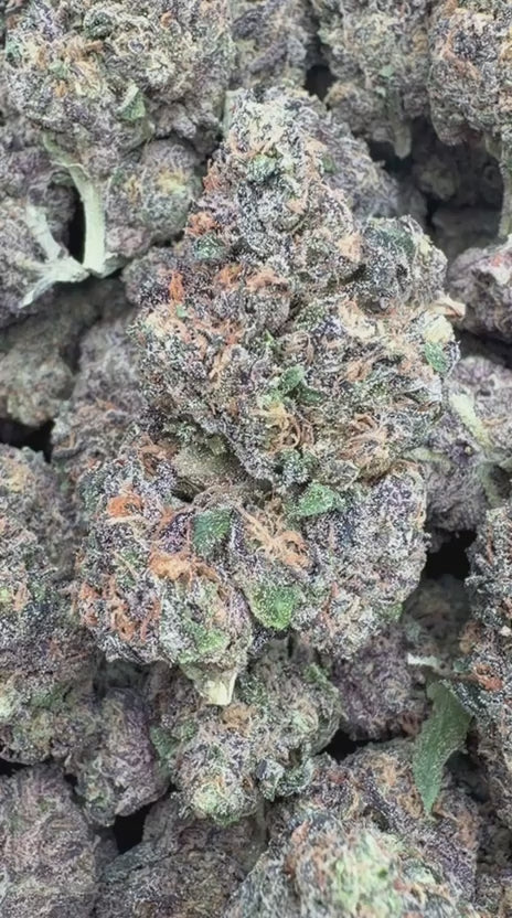 Gelato 33 Indoor - Bulk - Hybrid