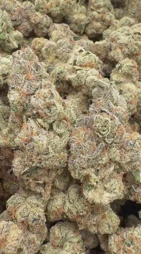 Grape Gas Indoor - Bulk - Hybrid