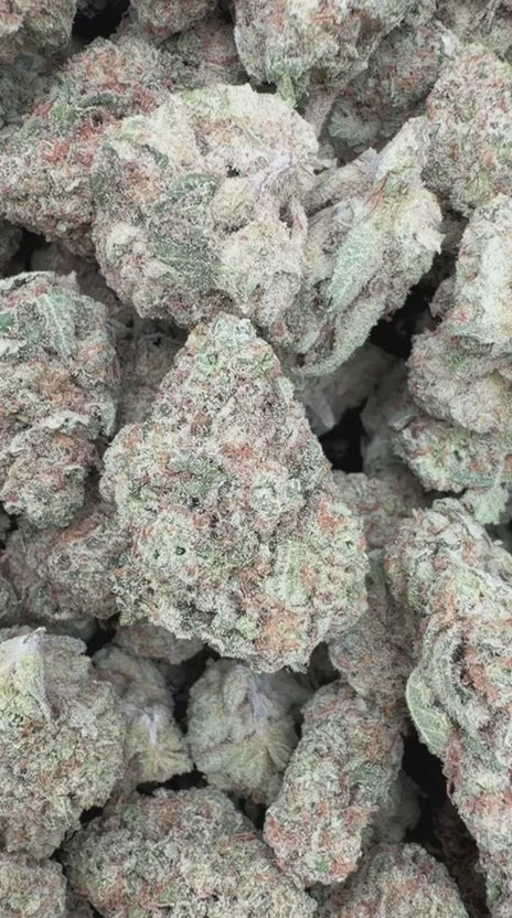 Papaya Runtz - Bulk - Hybrid
